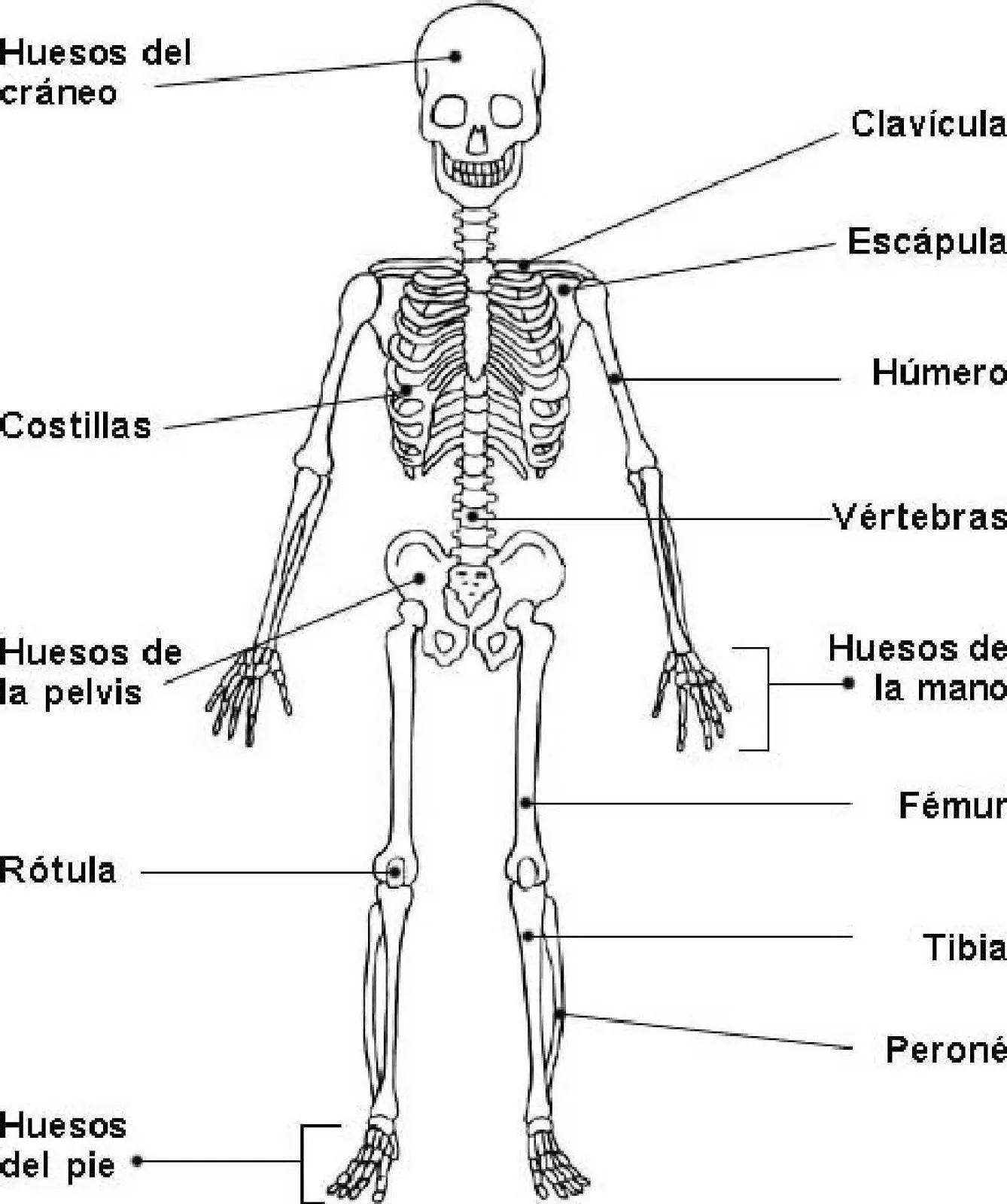 sistema oseo para niñ - Buscar con Google | Ciencias | Pinterest ...