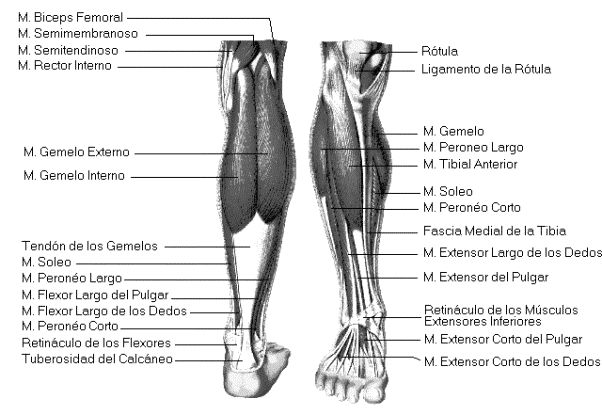 APARATO LOCOMOTOR