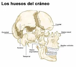 Sistema Osteo Artro Muscular