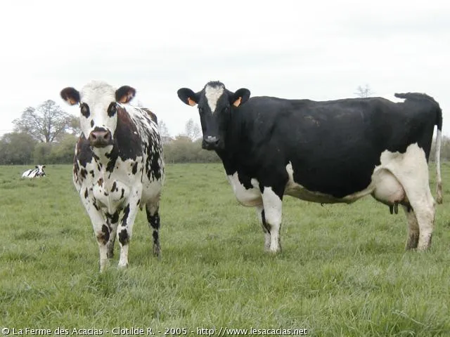 tres vacas pudiera comprar 6 becerros tendria 14 al siguiente