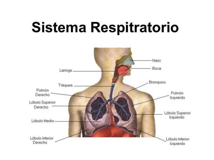 Sistema Respiratorio