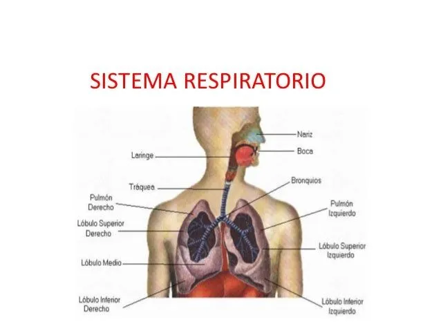 Sistema respiratorio