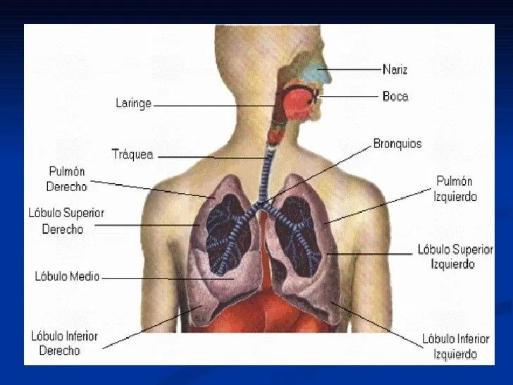 Sistema Respiratorio