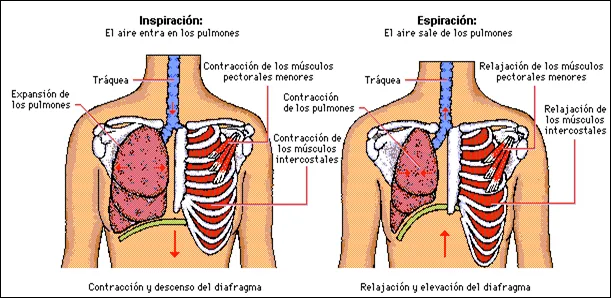 Sistema Respiratorio: Funciones del Aparato Respiratorio