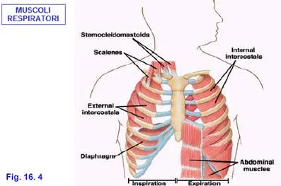 Sistema respiratorio e ginnastica respiratoria