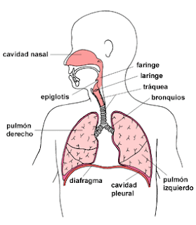 Imágenes del aparato respiratorio para pintar - Imagui