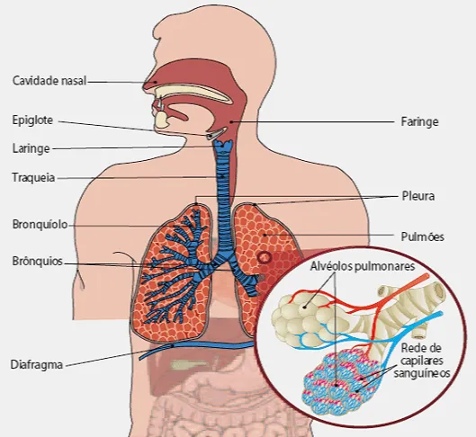 Imagenes de sistema respiratorio - Imagui