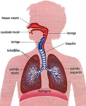 Sistema Respiratório - InfoEscola