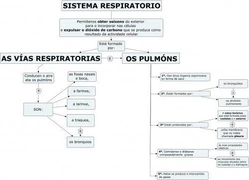 SISTEMA RESPIRATORIO | JUGANDO Y APRENDIENDO