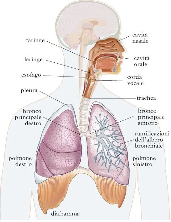 Sistema Respiratorio nell'Enciclopedia Treccani