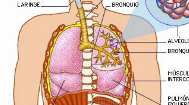 Sistema respiratorio on Vimeo