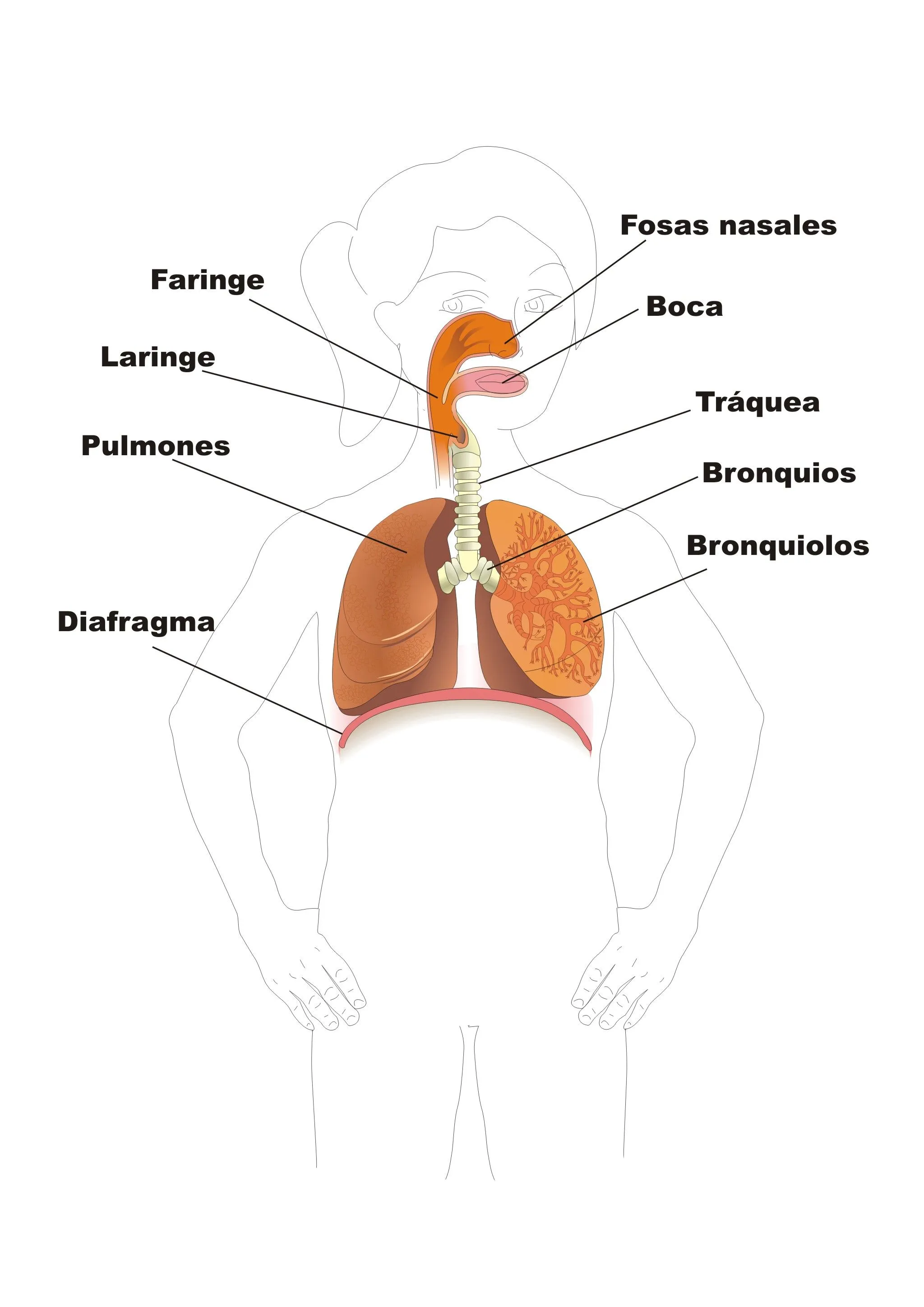 Sistema Respiratorio | Proyecto Educere