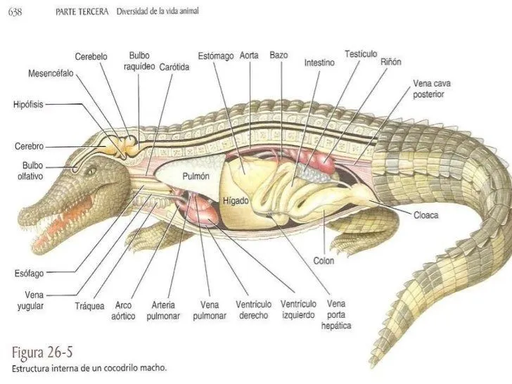 Sistema Respiratorio En Reptiles.