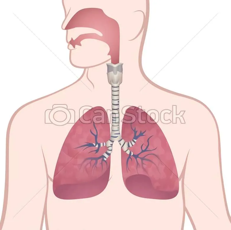 SISTEMA RESPIRATORIO - rompecabezas en línea