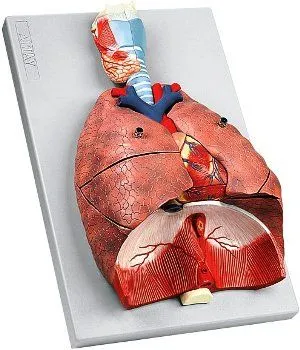 Sistema respiratorio : Sicilmedical.it, Articoli Odontoiatrici ...