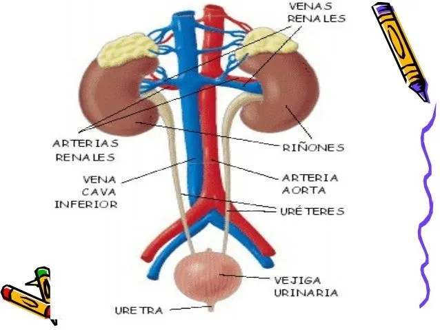 sistema-urinario-5-638.jpg?cb= ...