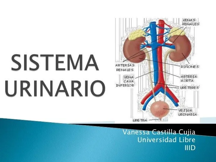 Sistema urinario vanessa castilla