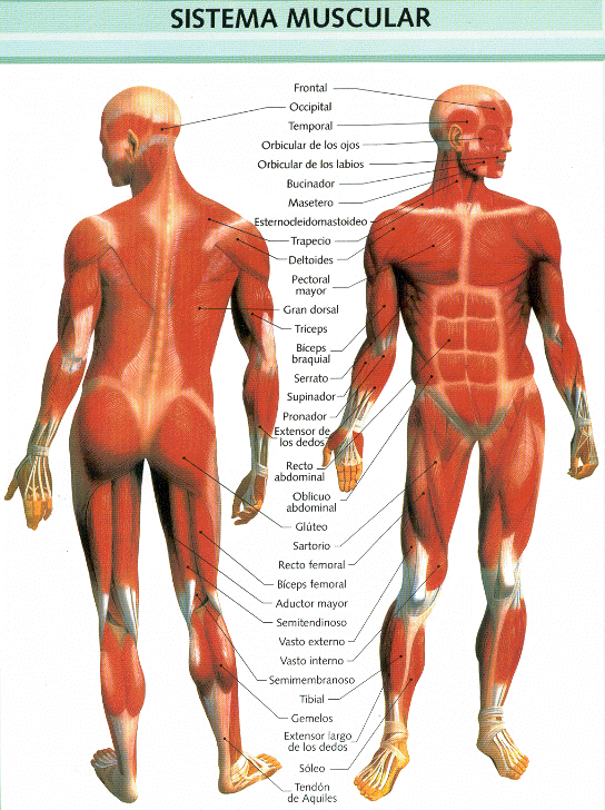 Sistema muscular sin nombres - Imagui