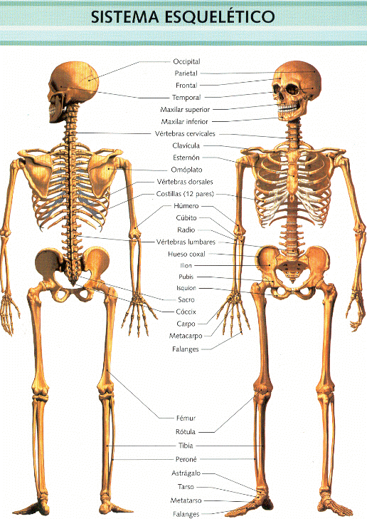 LOS SISTEMAS DEL CUERPO HUMANO: junio 2010