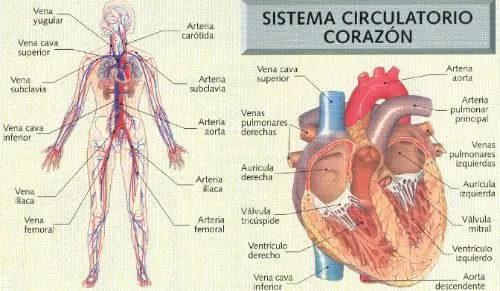 Lamina del sistema circulatorio - Imagui