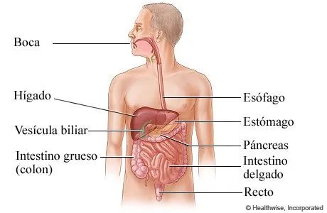 Del sistema digestivo humano - Imagui