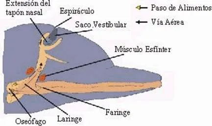 Sistemas Digestivo, Respiratorio, Circulatorio y Excretor de las ...