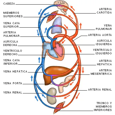 Sistemas Digestivo, Respiratorio, Circulatorio y Excretor de las ...