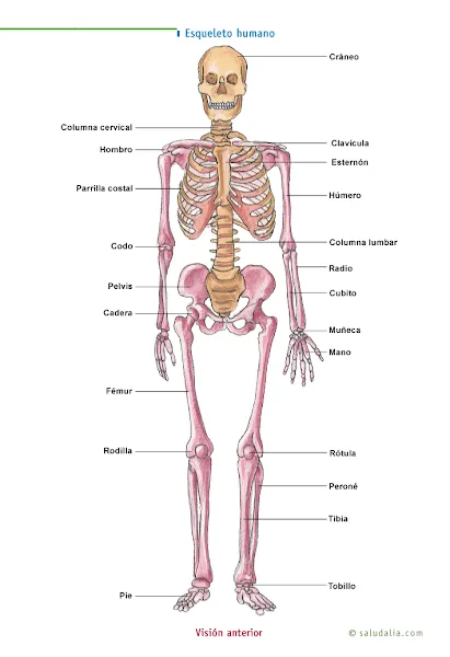 SISTEMAS OSEO Y MUSCULAR 3º Y 4º ESO, 3º EV 11-