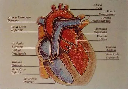 los sistemas: EL SISTEMA CIRCULATORIO