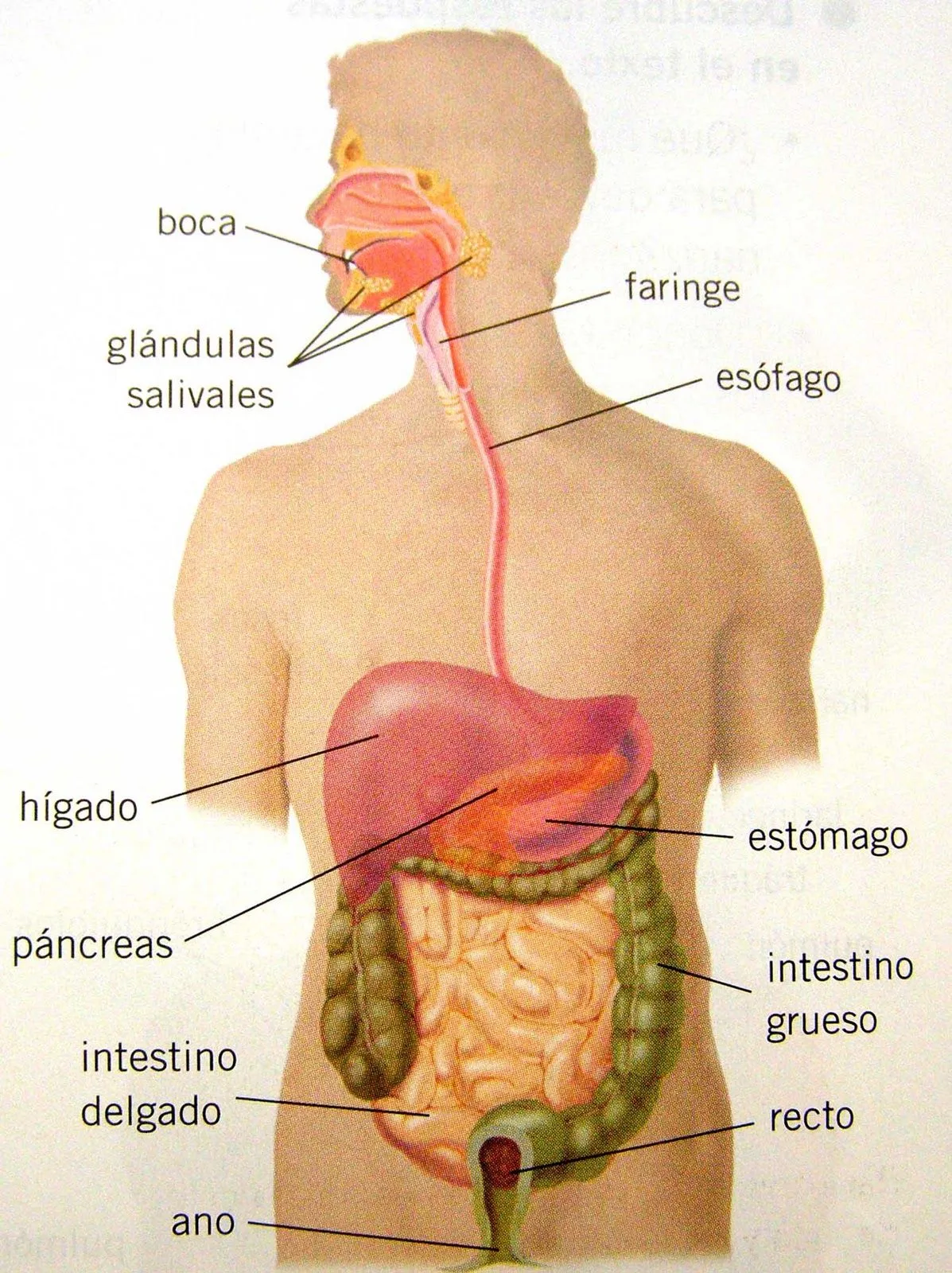 sistemasdelcuerpohumano: Sistemas del cuerpo humano