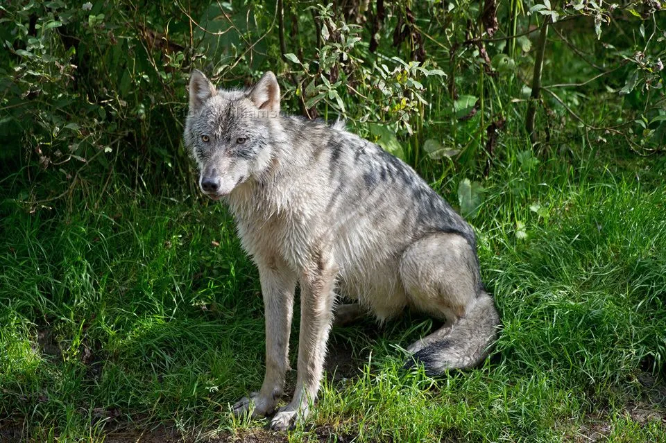 Sitting Wolf