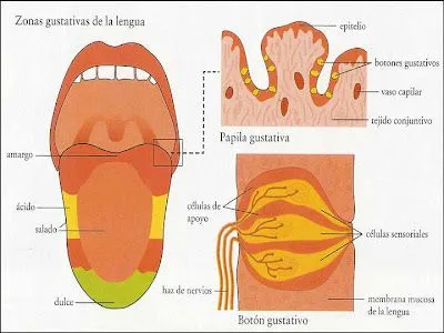 ... SITUADO EN LA CAVIDAD DE LA BOCA QUE NOS BRINDA EL SENTIDO DEL GUSTO