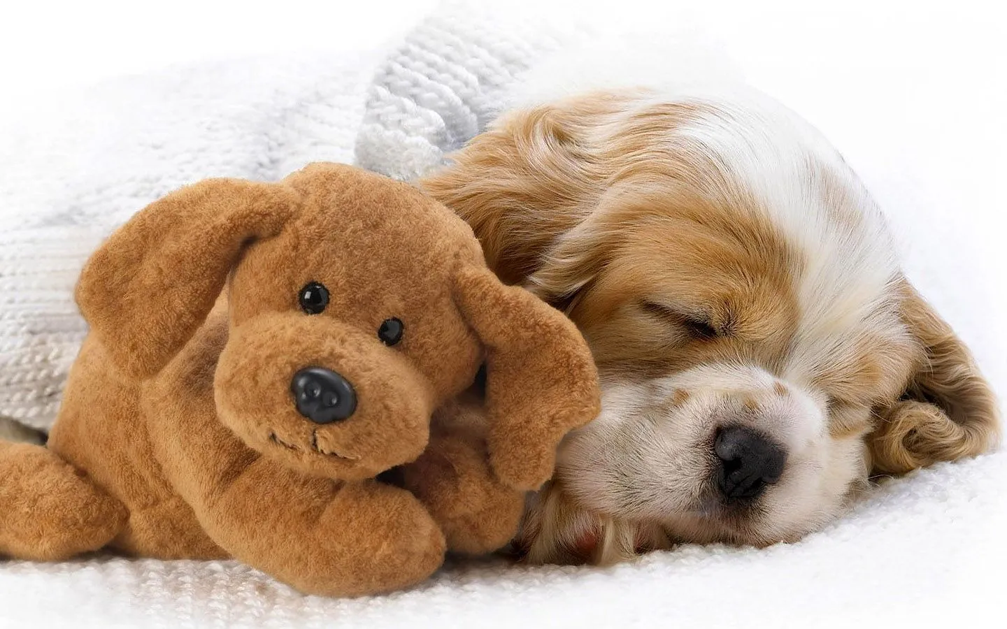 Slapende hond met teddybeer | Achtergrond Wallpapers