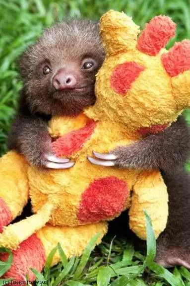 SLOTH LOVE