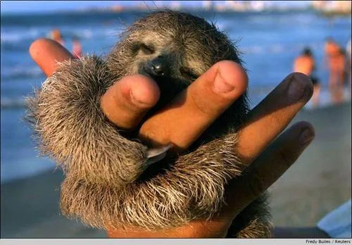 Sloths and Weed