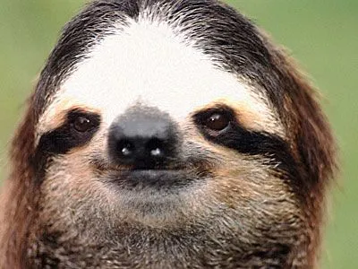 SLOTHS . ORG : sloth facing the camera