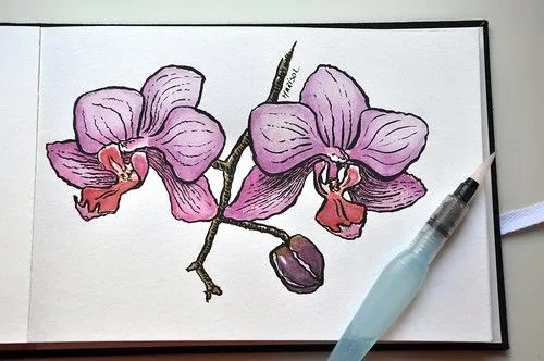 Orquidea caricatura - Imagui