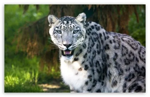 Snow Leopard Wild Animal HD desktop wallpaper : Widescreen : High ...