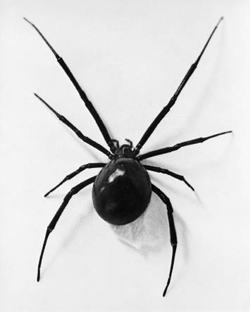 Cómo sobrevivir cuando...: te pica una araña viuda negra