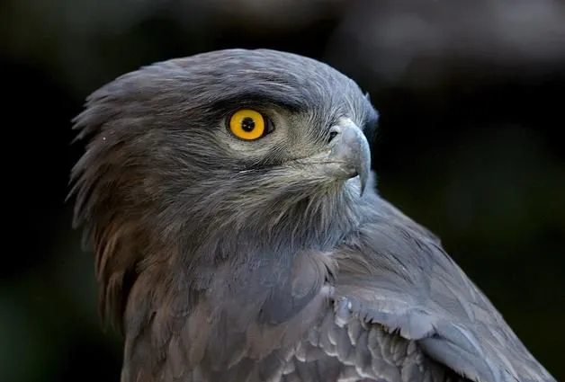 SOBREVOLANDO EL CIELO: Águila culebrera