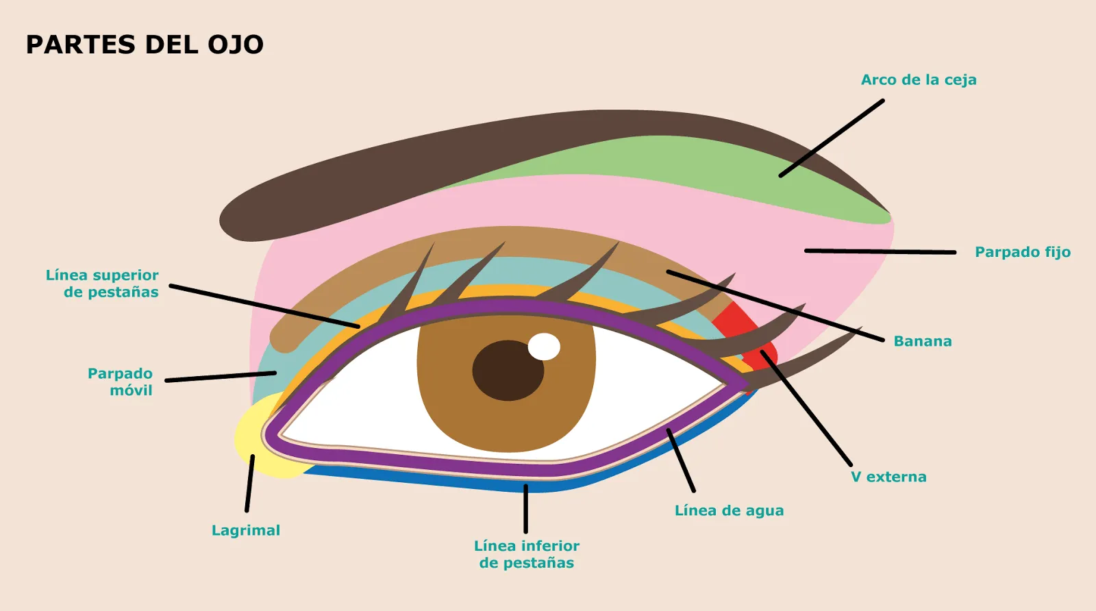 Imágenes de partes del ojo - Imagui