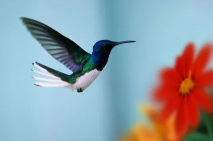 Sogni&dintorni: Il Colibrì