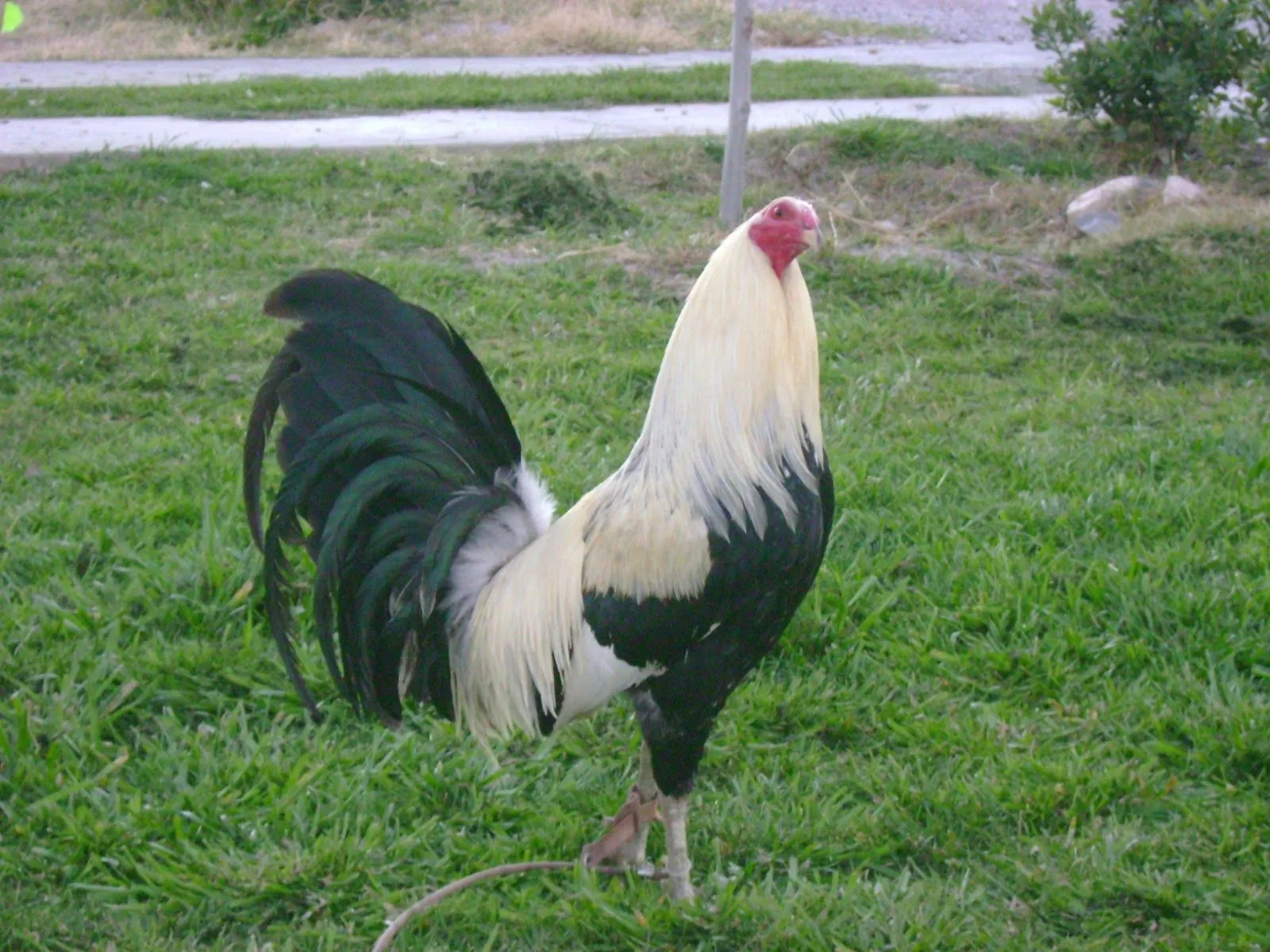 El sol, Un gran aliado para nuestros gallos | Gallos de pelea en ...