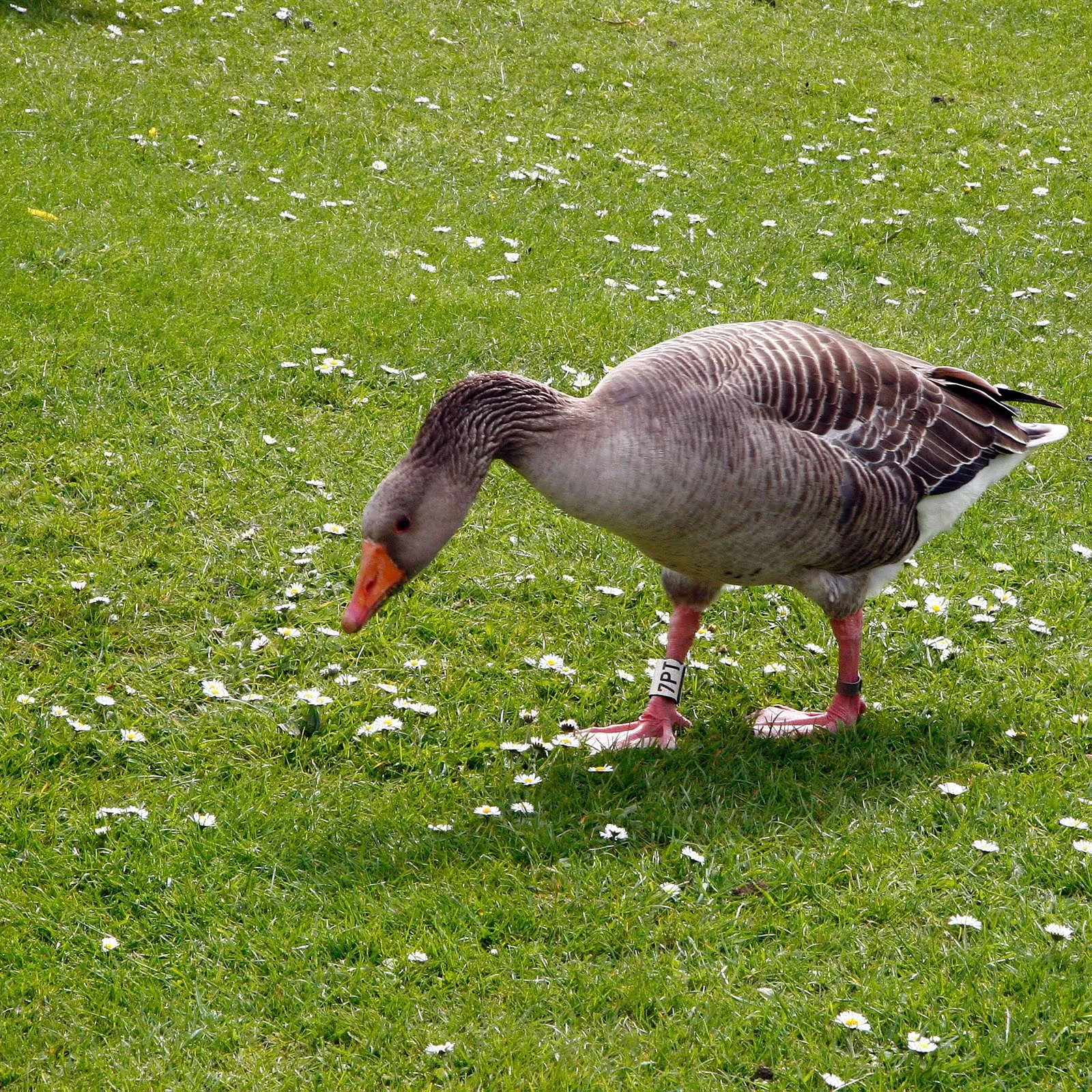 SOLEA* Soledad Garcia Salas: ¿El patito feo o el patito lindo?