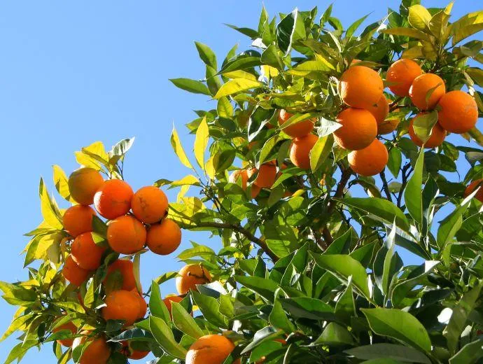 Soledad Santa Fe Argentina: Se encuentran a la venta plantas ...