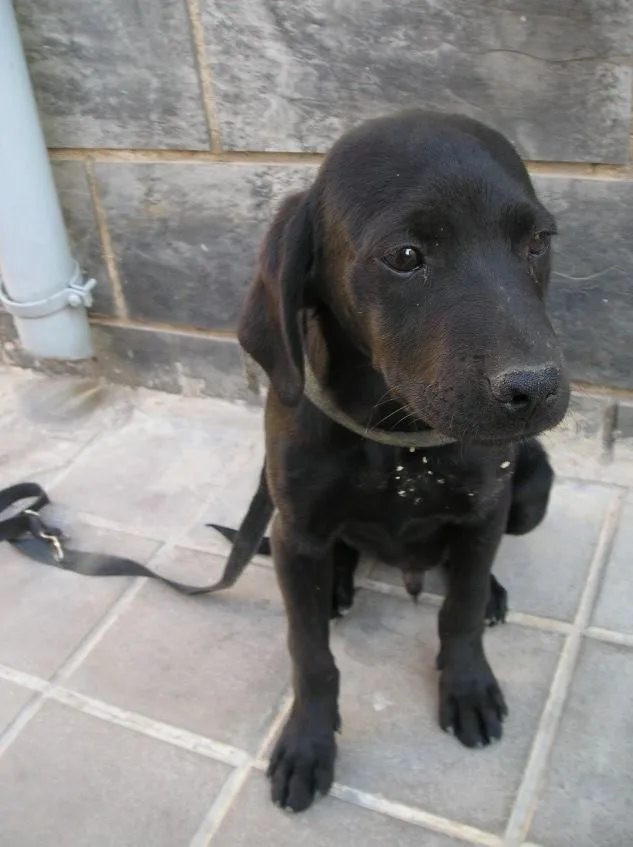 SOLES Y LUNAS SIN HOGAR: MOLLO, CACHORRO X DE LABRADOR DE 3 MESES ...