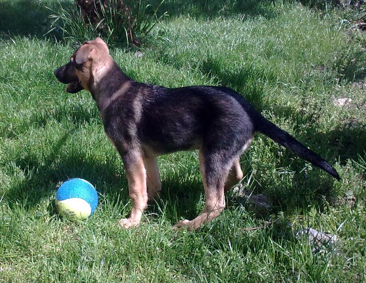 SOLES Y LUNAS SIN HOGAR: ODIN, X DE PASTOR ALEMAN DE 3 MESES ...