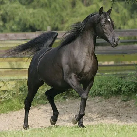 Bonitas fotos de caballos árabes