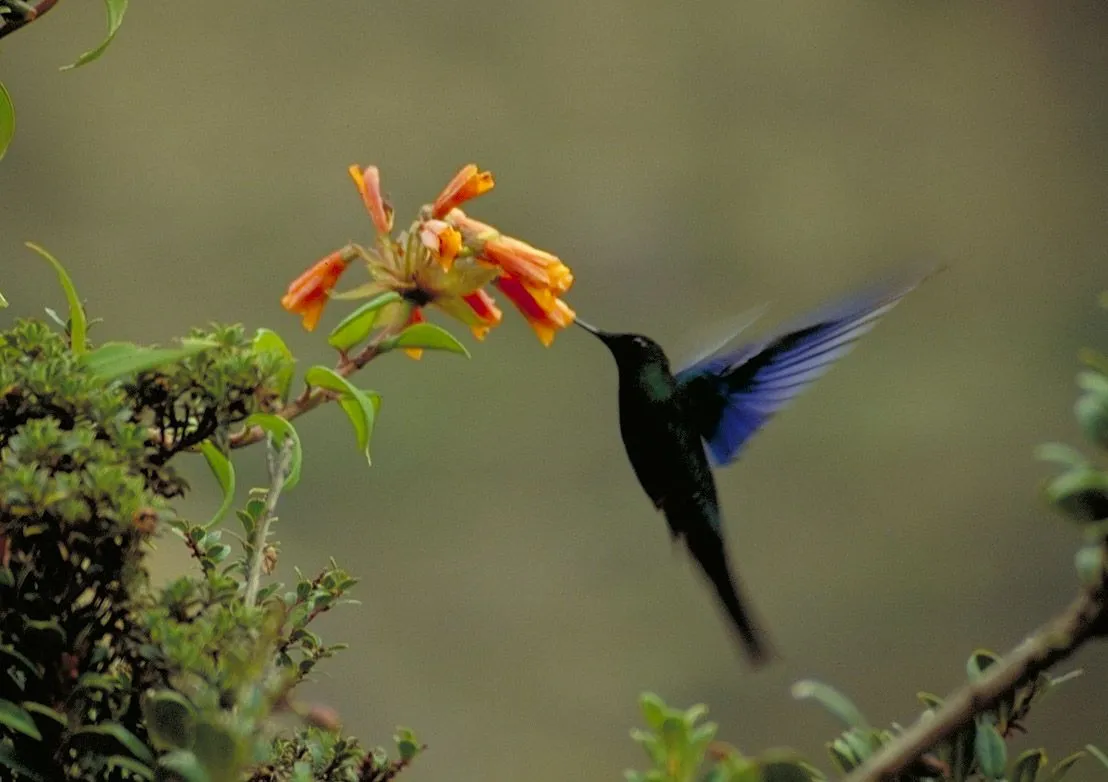 Solitary Dog Sculptor I: Animals: Birds - Pajaros - Hummingbird ...