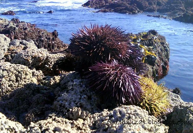 solorobalizas: VIDEO: En busca del erizo de mar